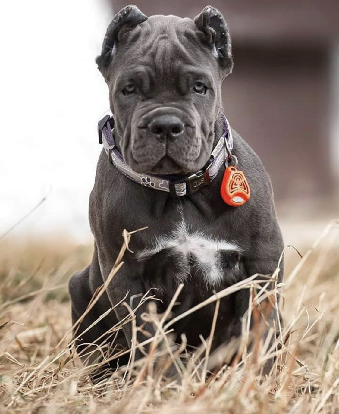 pic of Cane Corso posted on 2022-08-22 04:07:05